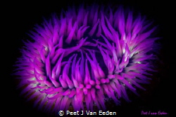 A rising star- sandy sea anemone by Peet J Van Eeden 